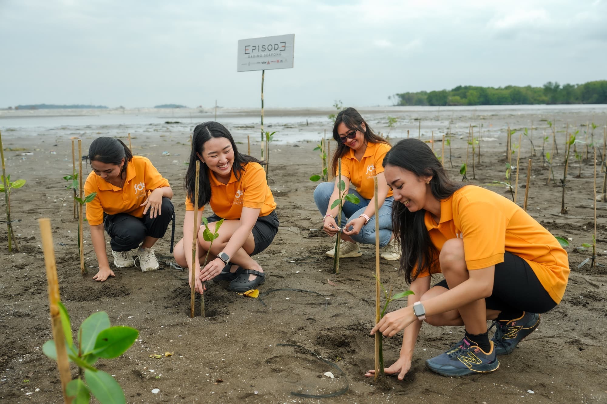 Mangroves Planting
